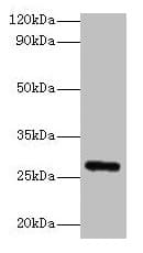 FGF23 Antibody (aa25-251)