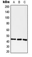 Polyclonal Rabbit anti-Human GPR182 / ADMR Antibody (Internal, WB)