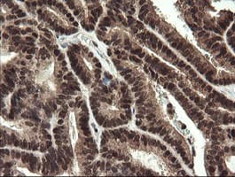 RFC2 / RFC40 Antibody (clone OTI2B2)