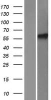 HIRIP3 Protein (Over-Expression Lysate Myc-DDK (Flag))