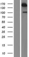 USP47 Protein (Over-Expression Lysate Myc-DDK (Flag))