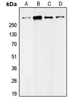 Polyclonal Rabbit anti-Human UBR5 Antibody (N-Terminus, IHC, WB)