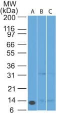 Monoclonal Rat anti-Mouse PMAIP1 / NOXA Antibody (clone 69N15C9, aa1-103, WB)