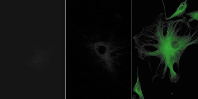 Alpha Tubulin Antibody (clone 236-10501)