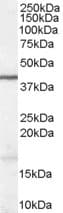 IHC-plus™ WNT3 Antibody (aa315-329)