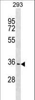 MAWDBP / PBLD Antibody (aa242-269)