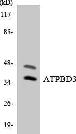 Polyclonal Rabbit anti-Human CTU1 Antibody (aa269-318, WB)