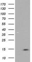 NDUFA7 Antibody (clone OTI3B2)