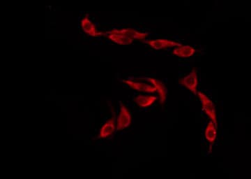 Polyclonal Rabbit anti-Human OR12D3 Antibody (IF, WB)