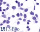 IHC-plus™ PTGER4 / EP4 Antibody (C-Terminus)