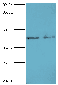 BCAT2 Antibody (aa20-200)