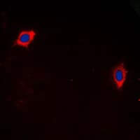 GHRHR Antibody (C-Terminus)