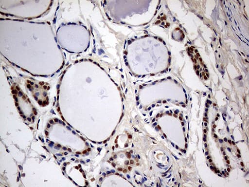 MEIS1 Antibody (aa176-390, clone OTI3H2)
