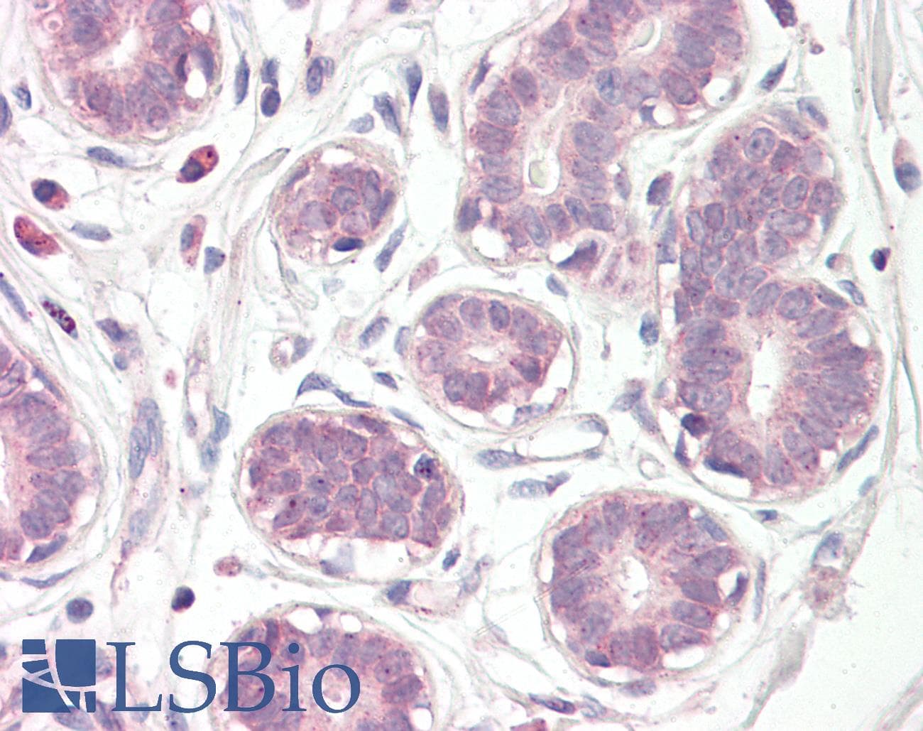 IHC-plus™ Polyclonal Rabbit anti-Human E2F6 Antibody (aa141-190, IHC, WB)