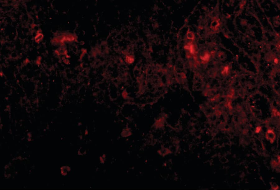 PIGY Antibody