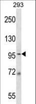MCM6 Antibody (aa80-109)