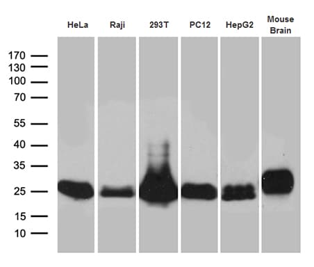 UQCRFS1 Antibody (aa79-274, clone OTI4H8)