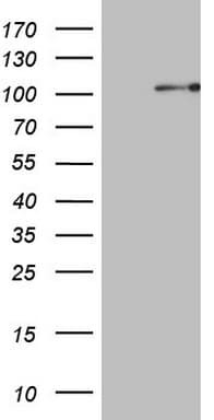 PCDHGC5 Antibody (aa35-258, clone OTI1D7)