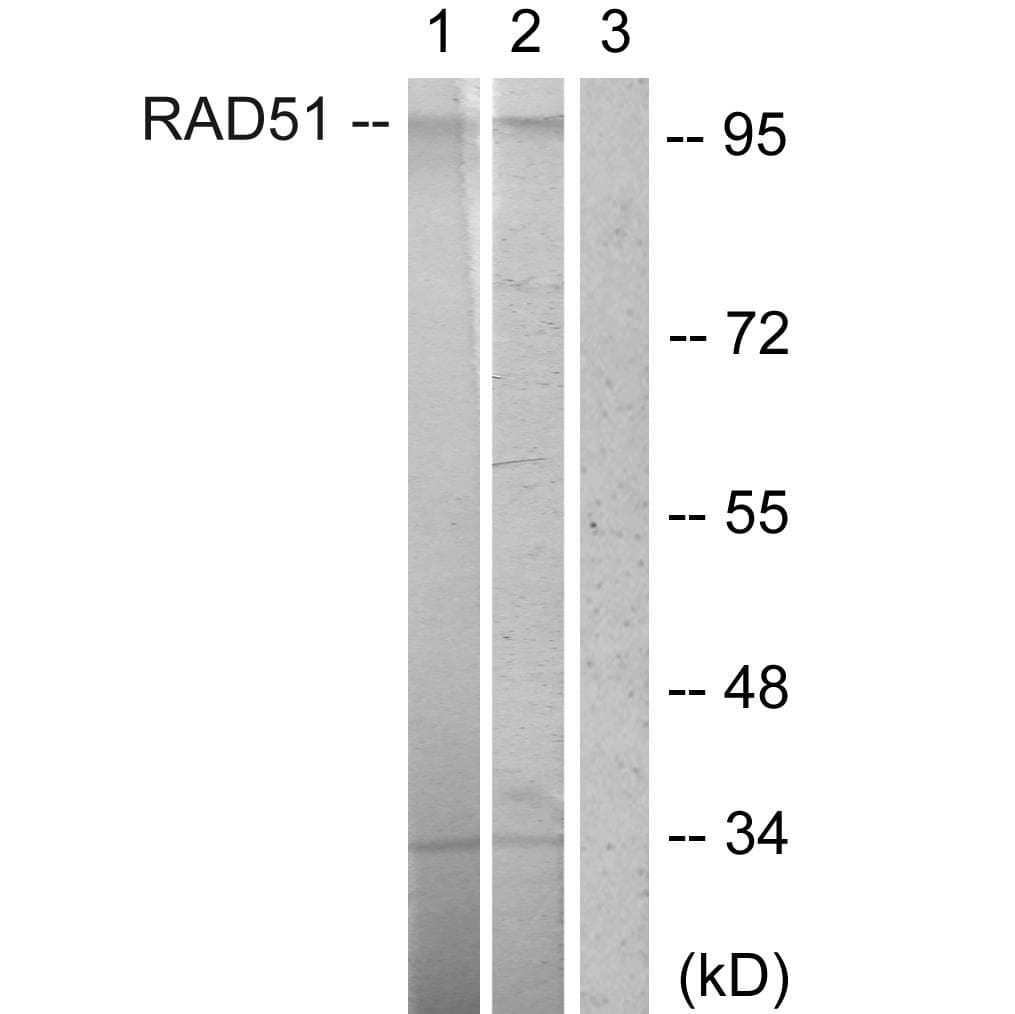Polyclonal Rabbit anti-Human POU2F1 / OCT1 Antibody (p385, WB)