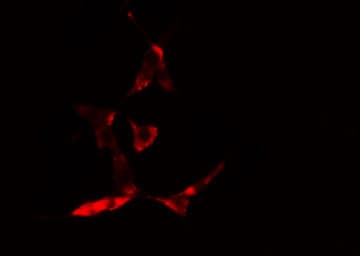 Polyclonal Rabbit anti-Human NSF Antibody (IF, WB)