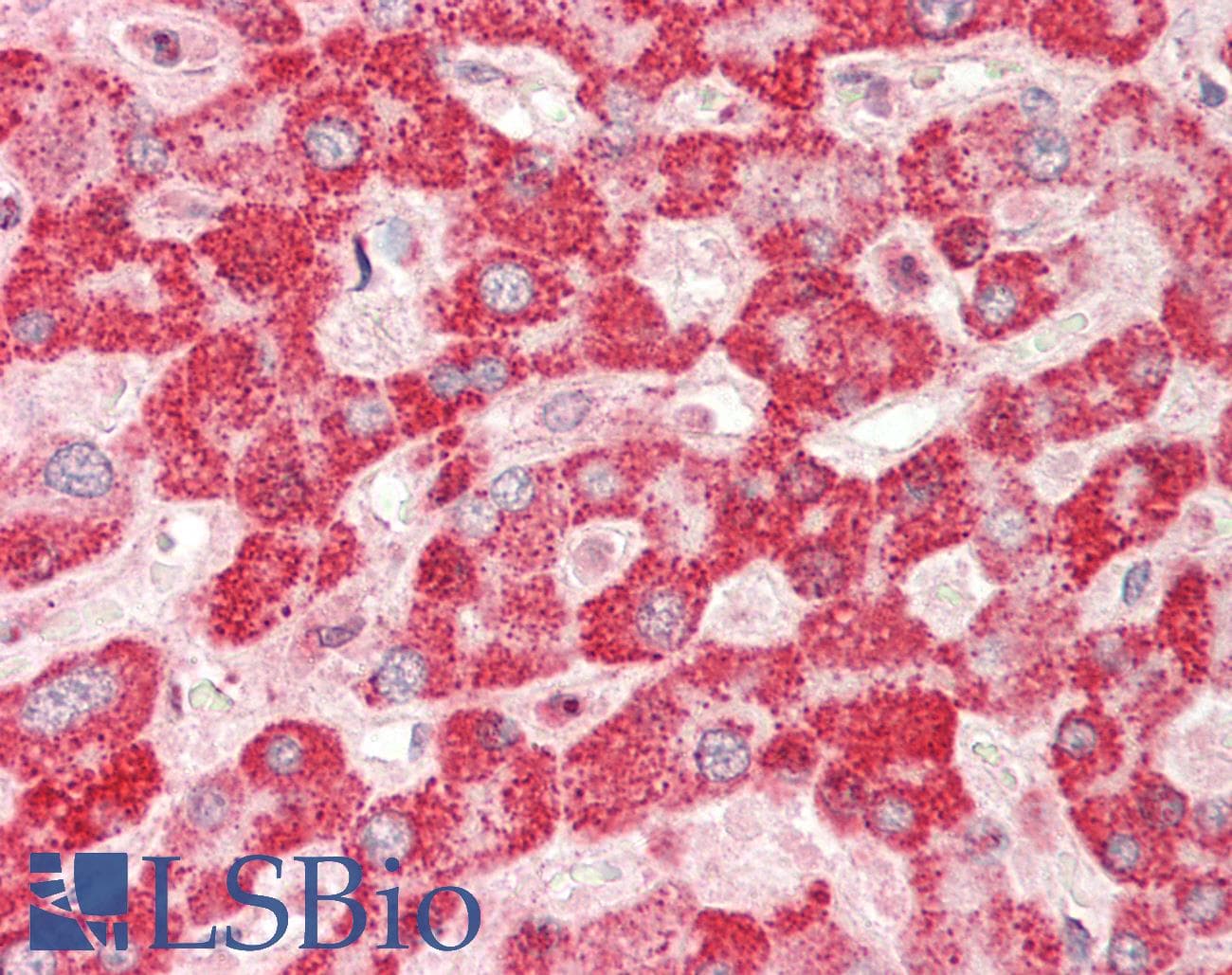 TRIB1 Antibody (C-Terminus)
