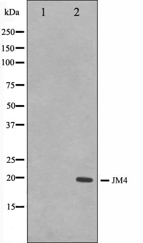 PRAF2 Antibody