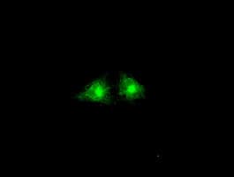 IHC-plus™ GBP2 Antibody (clone 5C8)