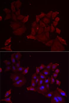 PANX1 / Pannexin 1 Antibody