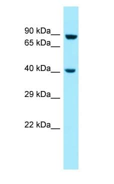 MSL1 Antibody (aa118-167)