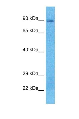 PLA2G4B Antibody (aa651-700)