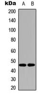 SLC52A1 / GPR172B / PAR2 Antibody (Internal)