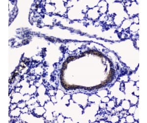 Polyclonal Rabbit anti-Rat BTC / Betacellulin Antibody (IHC, WB)
