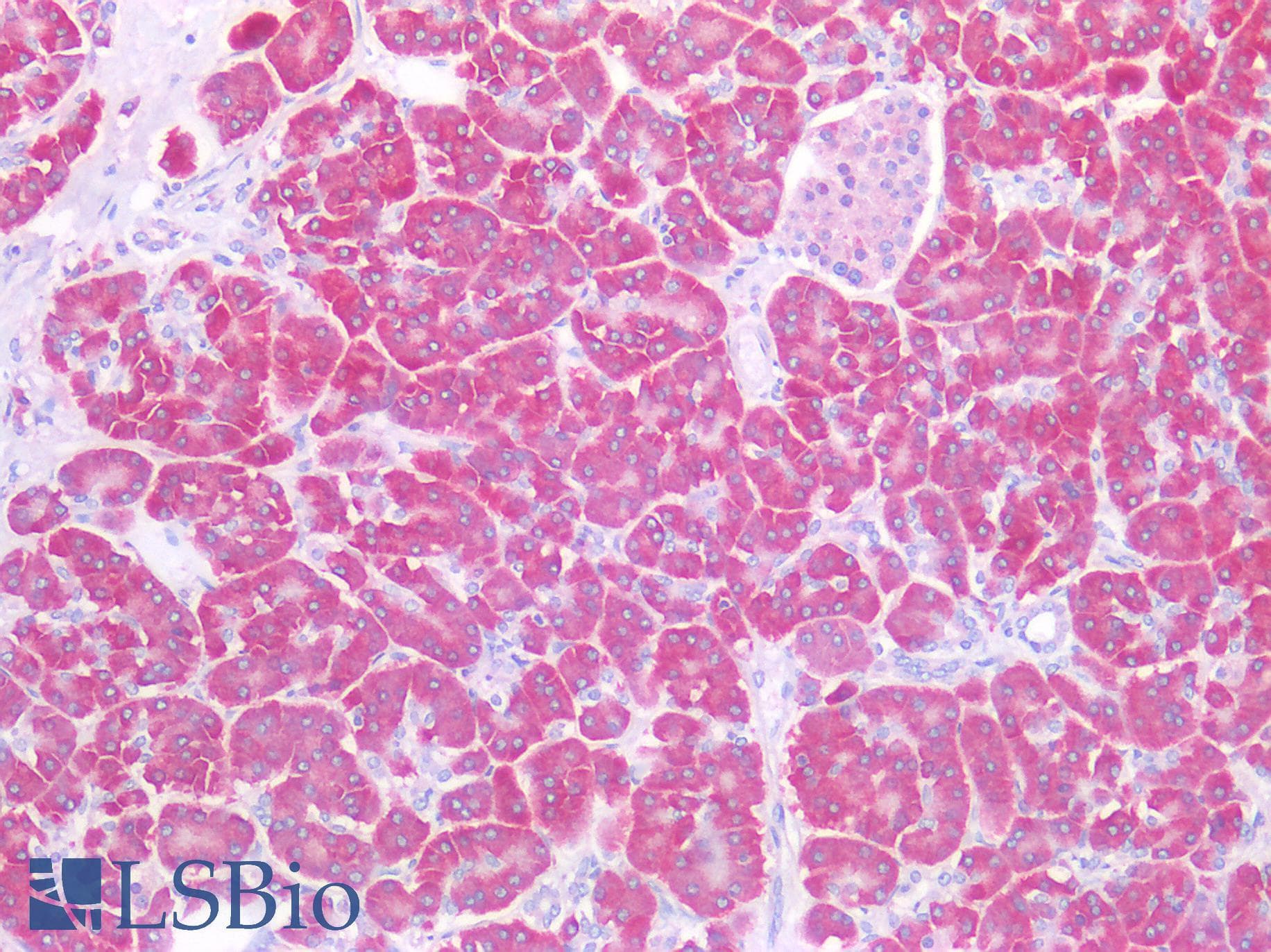 IHC-plus™ SEL1L Antibody