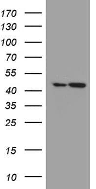 Monoclonal Mouse anti-Human FAM54A / DUFD1 Antibody (clone OTI2G8, WB)