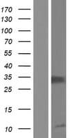 Human IL2RA / CD25 Protein (Over-Expression Lysate Myc-DDK (Flag))