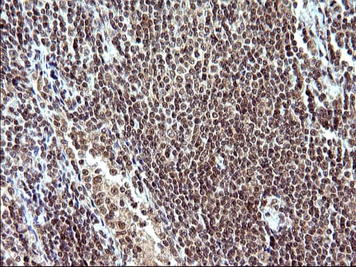 NDN / Necdin Antibody (clone OTI5D1)