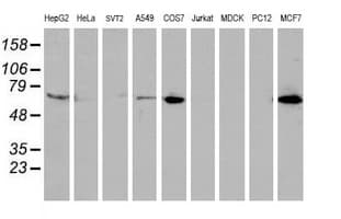 EPN2 Antibody (clone OTI1F1)