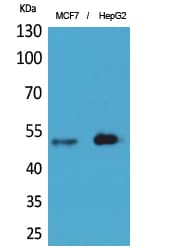 LILRA1 / LIR6 Antibody