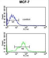 Polyclonal Rabbit anti-Human PA2G4 / EBP1 Antibody (aa228-255, IHC, WB)