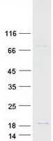 Human Angiogenin / ANG Protein (Recombinant Myc-DDK (Flag))