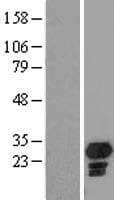 Vps60 / CHMP5 Protein (Over-Expression Lysate Myc-DDK (Flag))