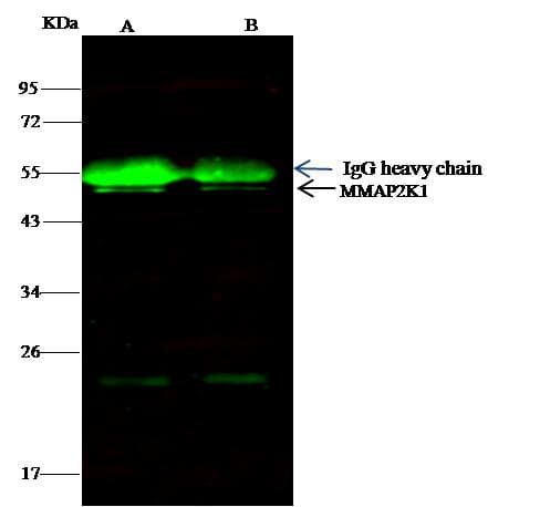MAP2K1 / MKK1 / MEK1 Antibody (Preservative Free)
