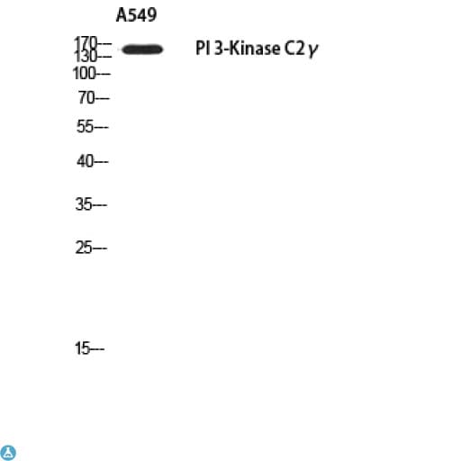 PIK3C2G Antibody