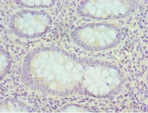EIF3H / EIF3S3 Antibody (aa80-340)