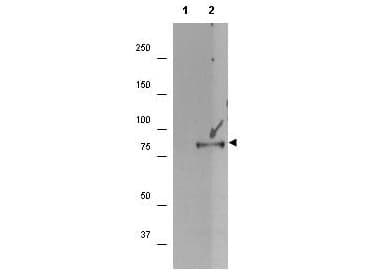 RPS6KA1 / RSK1 Antibody (phospho-Ser732)