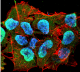 Monoclonal Mouse anti-Mouse ATXN1 / SCA1 Antibody (clone S65-37, IF, WB)