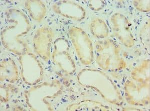 FSP27 / CIDEC Antibody (aa1-238)