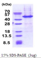 Human NAIF1 Protein (Recombinant His)