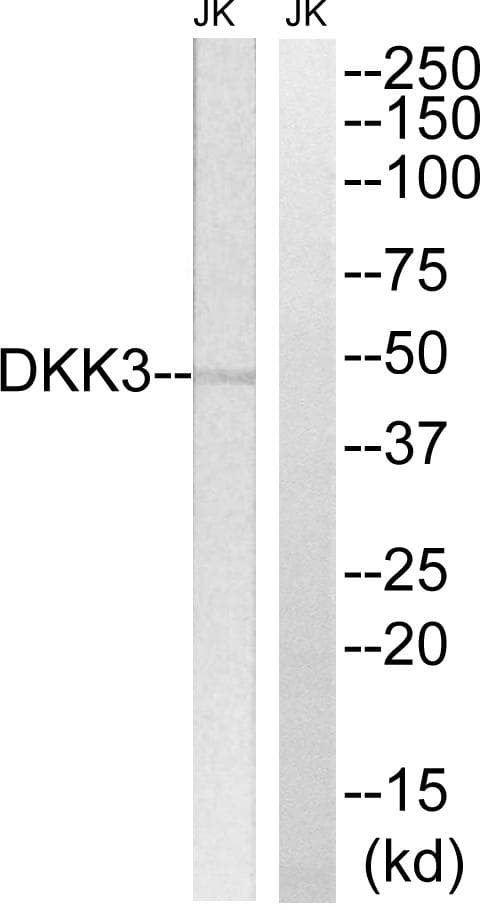 DKK3 Antibody