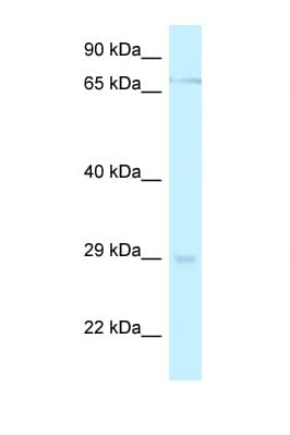 MESP1 Antibody (aa186-235)